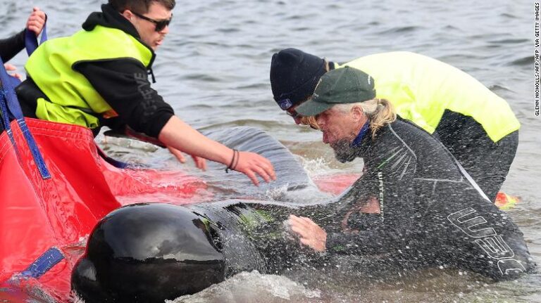 32 baleines sauvées après environ 200 morts dans un échouage massif en Australie