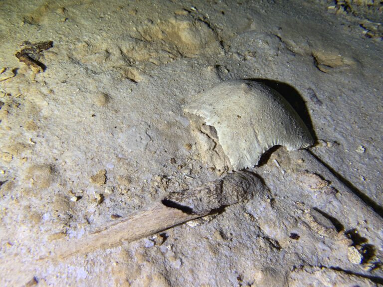 Un ancien squelette retrouvé dans une grotte de Mexico Un ancien squelette retrouvé dans une grotte de Mexico