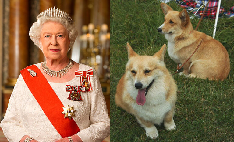 Voici ce qui arrive aux chiens de la reine Elizabeth maintenant qu’elle est décédée