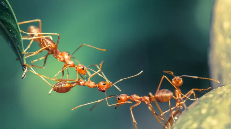 20 quadrillions de fourmis parcourent la Terre en ce moment, selon les calculs des scientifiques