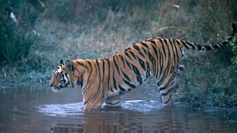 Le tigre qui a tué neuf personnes en Inde abattu