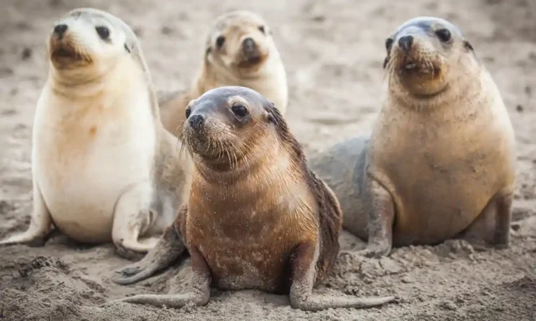 Près de 70% des populations animales ont disparu depuis 1970, révèle un rapport Près de 70% des populations animales ont disparu depuis 1970, révèle un rapport