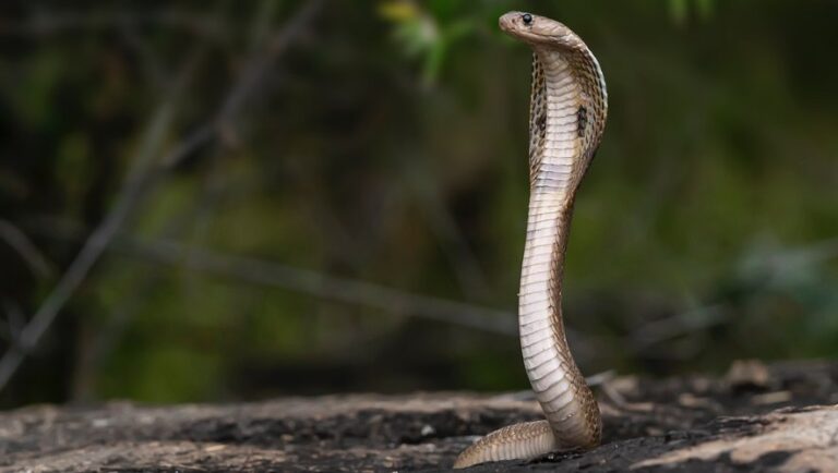 Le cobra royal qui s’est échappé d’un zoo suédois revient tout seul