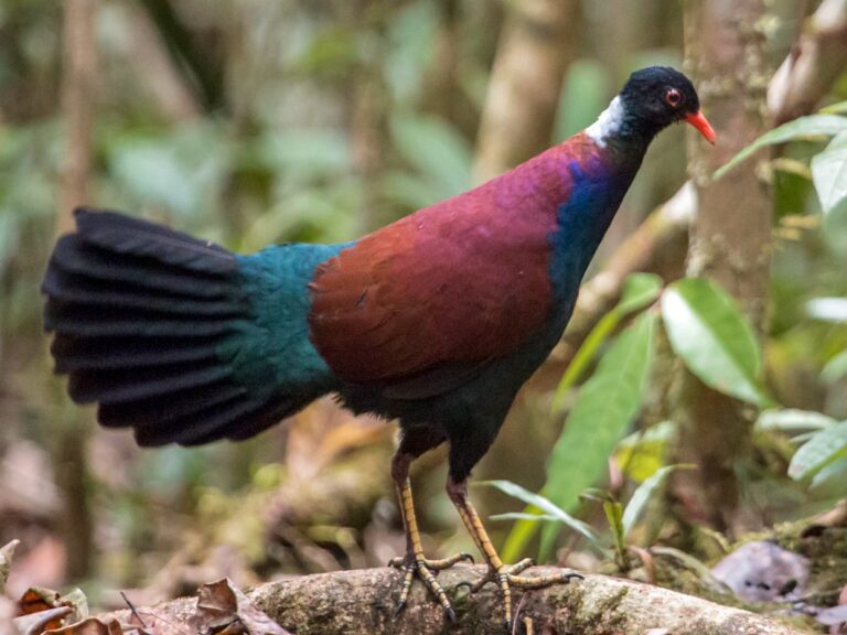 Cet oiseau n’avait pas été vu par les chercheurs depuis plus de 140 ans. Ils l’ont finalement repéré.