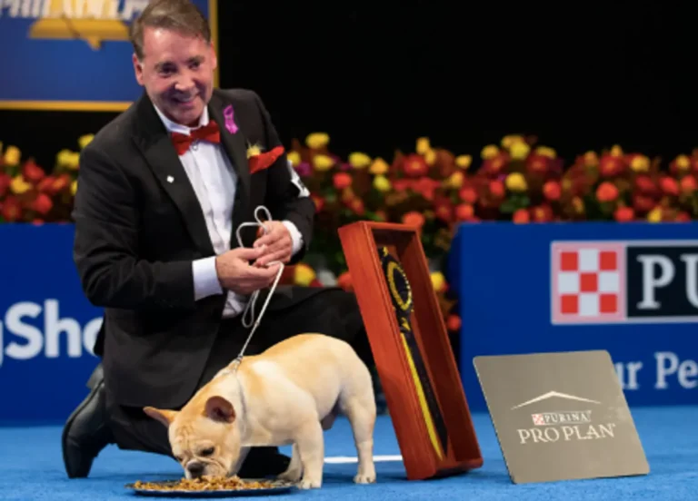 Un Bouledogue français remporte le premier prix à l’exposition canine nationale