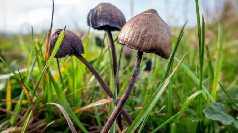 Une étude sur les champignons magiques révèle un effet «significatif» sur la dépression