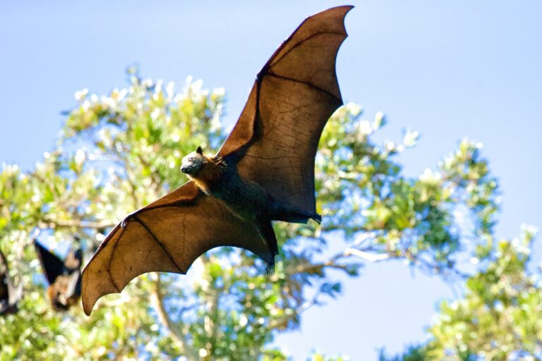 Les chauves-souris et les humains sont plus proches que jamais, et les risques n’ont jamais été aussi clairs