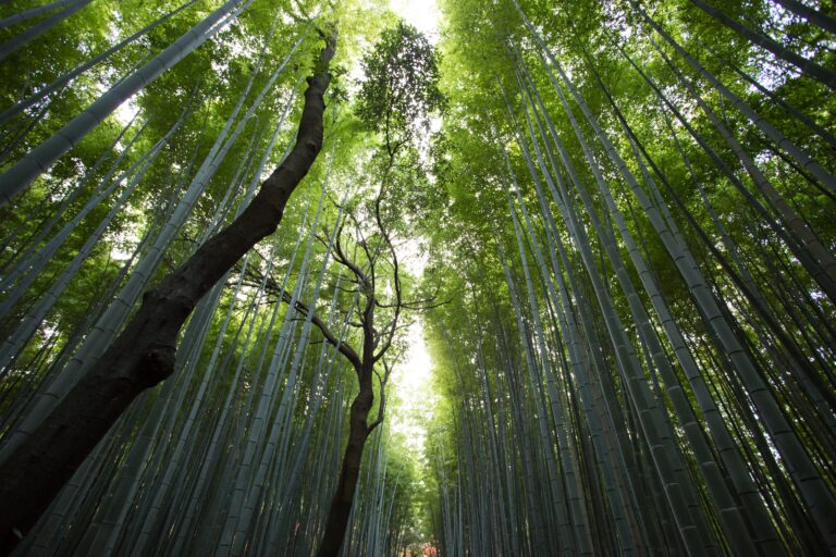 Connecter les gens à la nature peut être essentiel pour l’avenir de la conservation de la nature