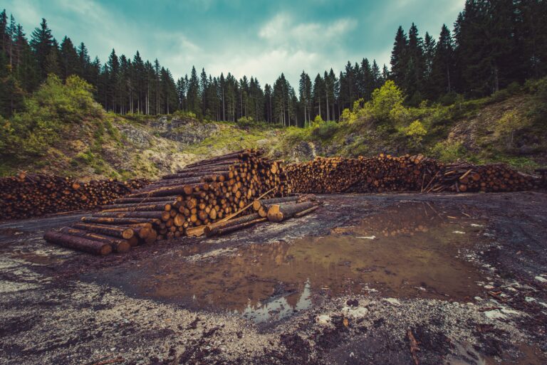 Déforestation : la législation européenne interdit les biens liés à la destruction des arbres