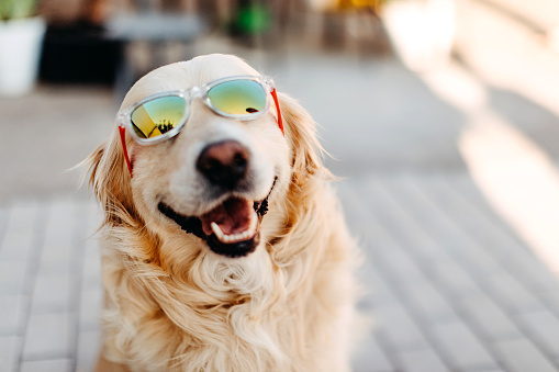 Les chiens peuvent sentir quand nous sommes stressés