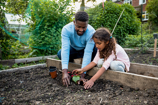 10 meilleurs conseils de jardinage pour les débutants