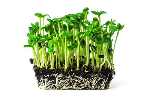 Quels sont les avantages pour la santé des MicroGreens ?