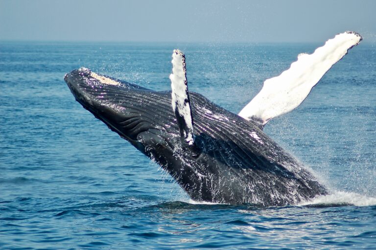 Les baleines peuvent jouer un rôle important dans la lutte contre la crise climatique, selon des chercheurs