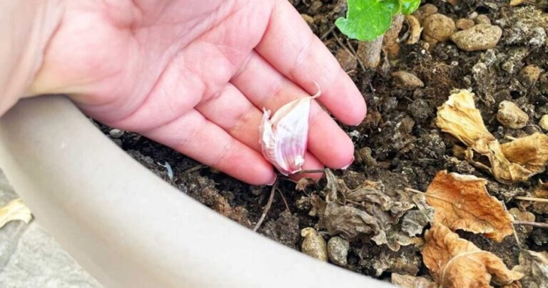 Pourquoi planter une gousse d’ail sur le balcon ?