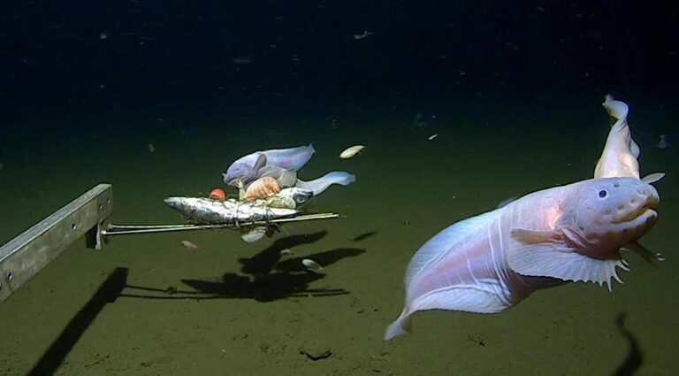 « Le poisson le plus profond du monde » filmé pour la première fois par des scientifiques – à plus de 27 000 pieds sous la surface