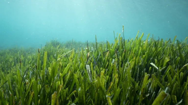 Réchauffement climatique : le coup de chaud à la surface des océans est une « bombe à retardement »