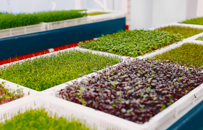 Microgreens : le superaliment miniature qui révolutionne nos assiettes