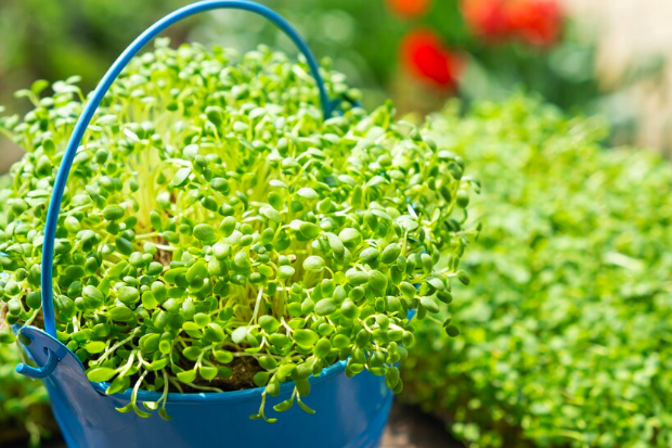 Microgreens : ces super-pousses qui révolutionnent notre assiette